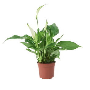 Спатифиллум Кватро